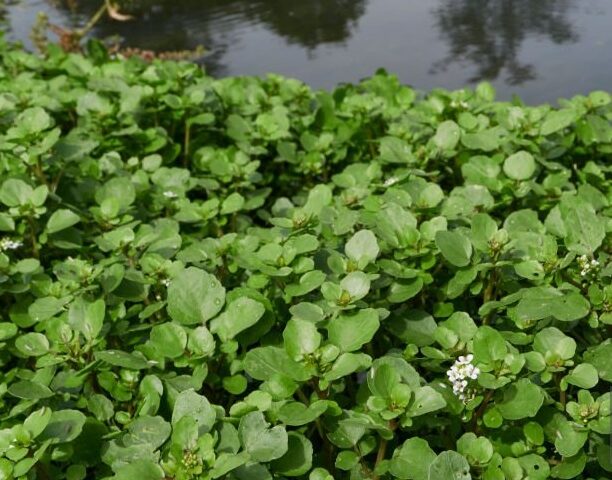 Lush green watercress (Nasturtium officinale) growing in a shallow stream, with delicate leaves and stems visible.