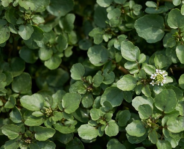 Close-up of watercress leaves (Nasturtium officinale) showing their round shape and vibrant green color, with droplets of water on the surface.