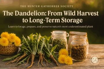 Freshly harvested dandelions with roots, leaves, and flowers arranged beside jars and baskets for long-term storage on a rustic wooden table in soft natural light.