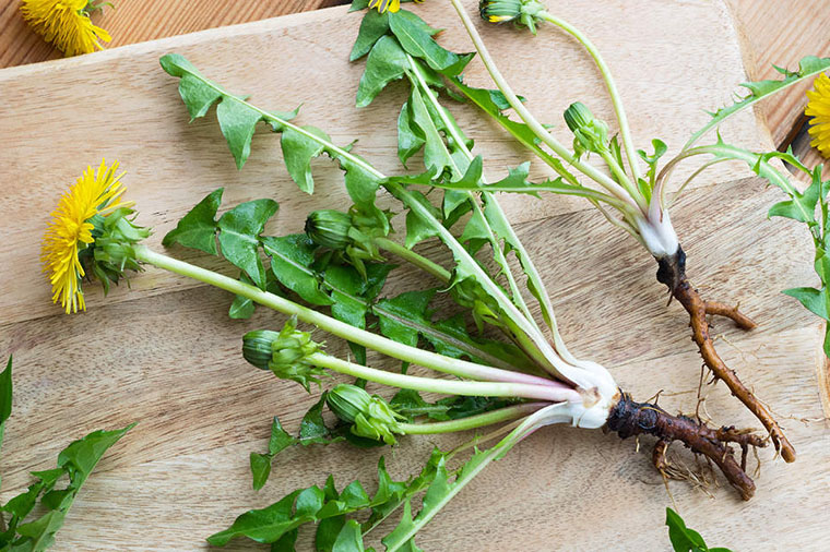 Whole dandelion plant with roots, leaves, and yellow flower displayed on a rustic wooden cutting board, showing the edible and medicinal parts used in foraging and wild food preparation.