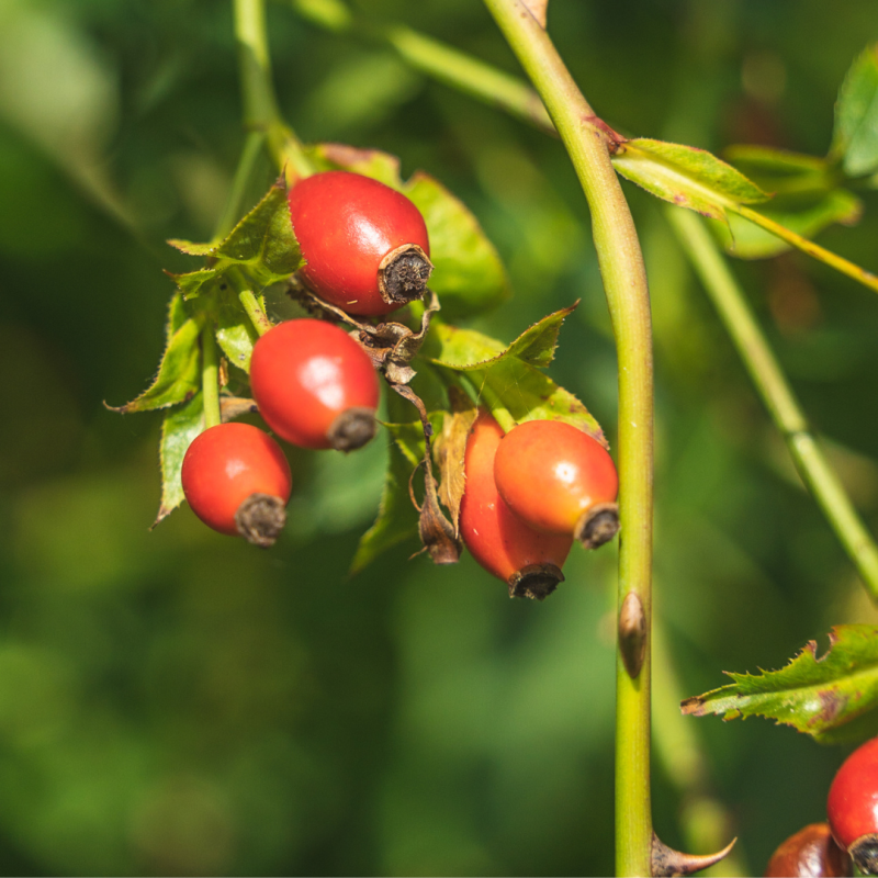 Bright red rosehips growing on wild rose bushes in autumn, surrounded by green and yellow leaves, a classic fall forage for wild edible plants rich in vitamin C.
