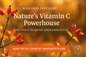 Bright red rosehips growing on wild rose bushes in autumn sunlight, surrounded by soft green and yellow leaves, a vibrant example of wild edible plants to forage for tea, jam, and syrup.
