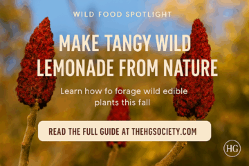 Bright red clusters of staghorn sumac berries glowing in autumn sunlight, a wild edible plant commonly foraged for making tangy wild lemonade and spice.