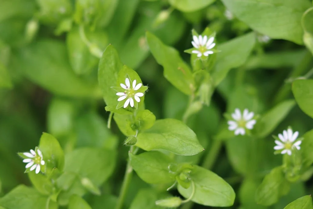 Low-growing chickweed green leaves and tiny white star-shaped flowers in a woodland clearing, ready for fall foraging of wild edible plants.