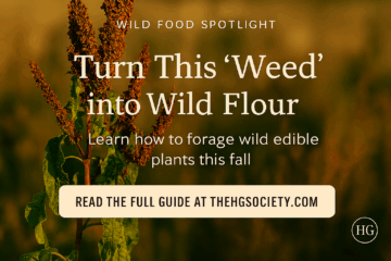 Curly dock plant with tall brown seed stalks and wavy green leaves growing in autumn sunlight, a wild edible plant often foraged and used to make wild flour.