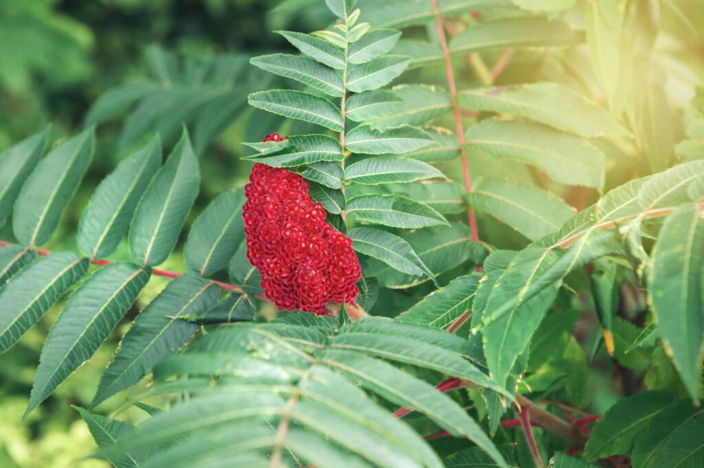 Bright red cone-shaped clusters of edible sumac berries growing on a small tree or shrub in autumn, ready to harvest for wild edible plant foraging.