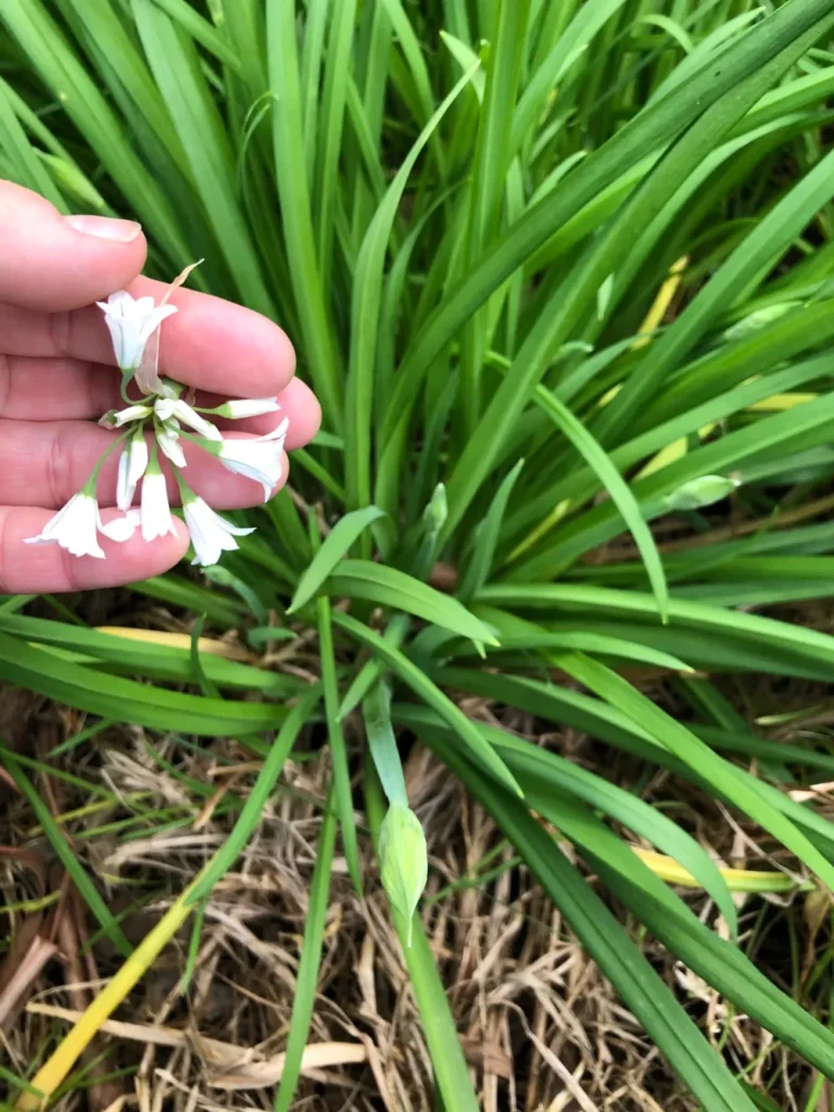 Wild onion plant with grass-like hollow leaves and small white flowers emerging in a woodland clearing, ready to forage wild edible plants.