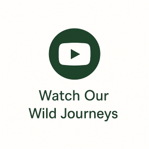 Forest green circular YouTube play button icon with text ‘Watch Our Wild Journeys’ below, styled to fit The Hunter Gatherer Society’s adventure theme.