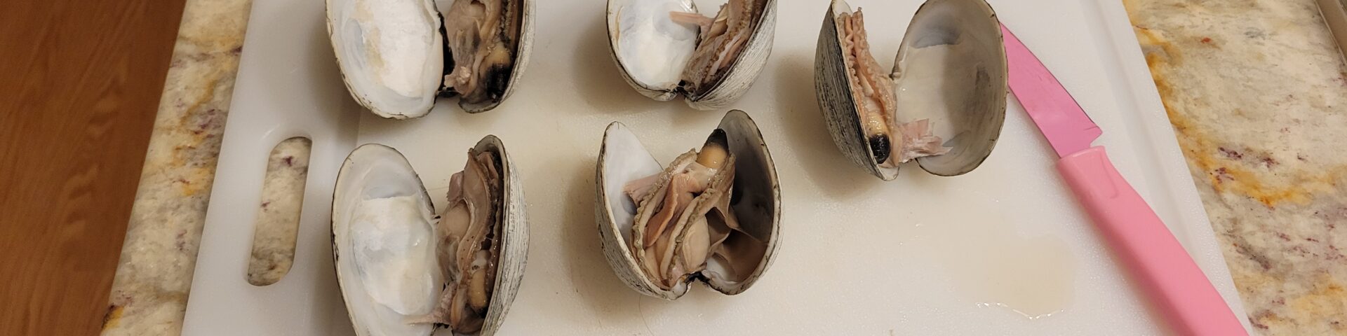 Freshly cooked butter clams harvested during winter clam digging in Washington, opened and resting on a white cutting board