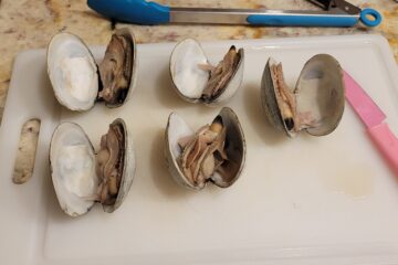 Freshly cooked butter clams harvested during winter clam digging in Washington, opened and resting on a white cutting board