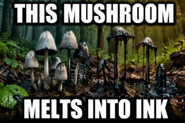 Inky cap mushrooms growing on a forest floor with caps dissolving into black liquid showing their unique melting life cycle