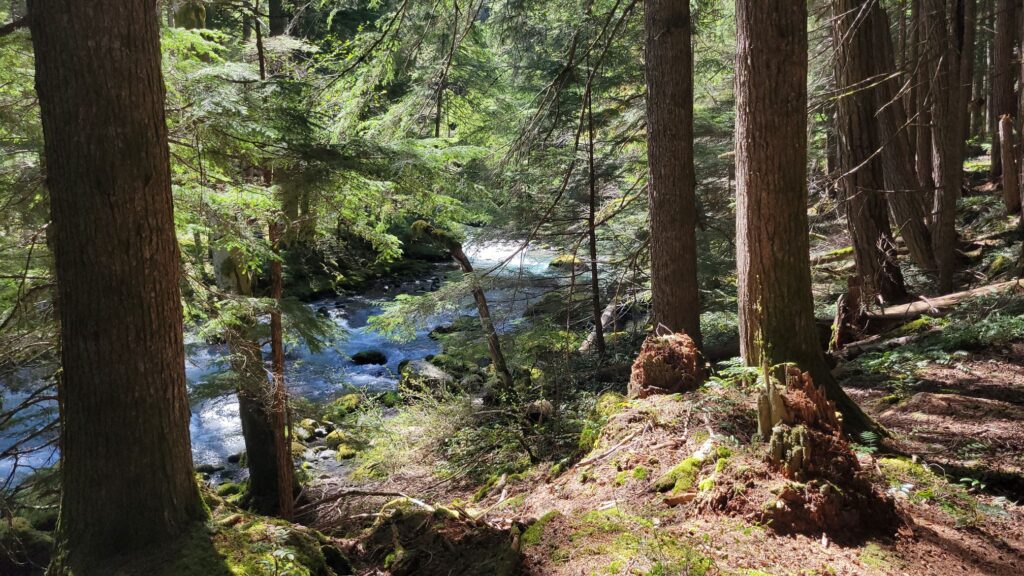 Pacific Northwest hiking scenery featuring the Dungeness River and old-growth forest trail in Washington