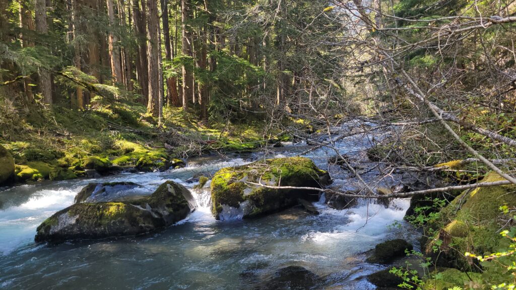 Moss-covered forest along the peaceful Upper Dungeness Trail near Sequim Washington