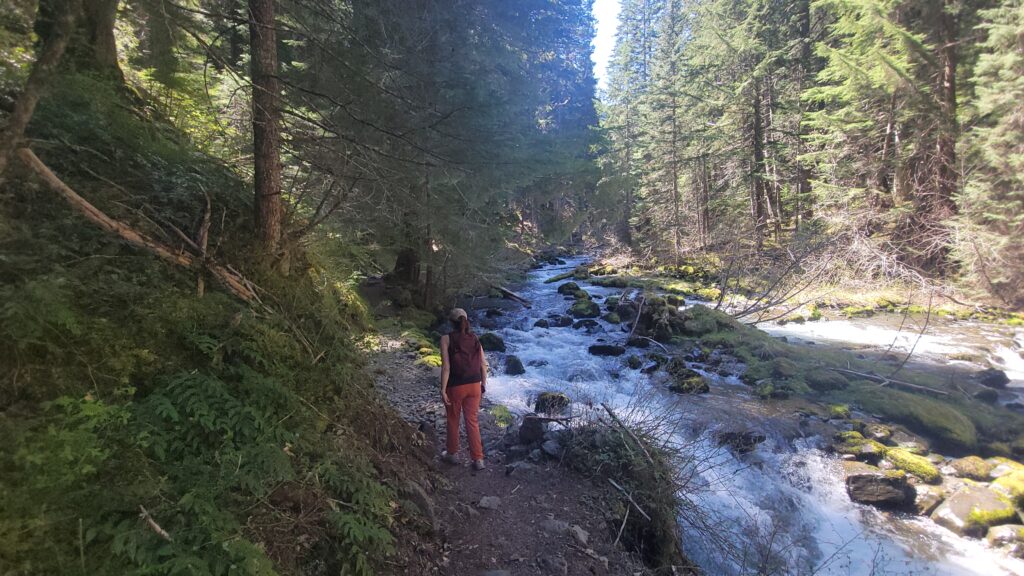 Upper Dungeness River flowing through old-growth forest on the Olympic Peninsula hiking trail in Washington