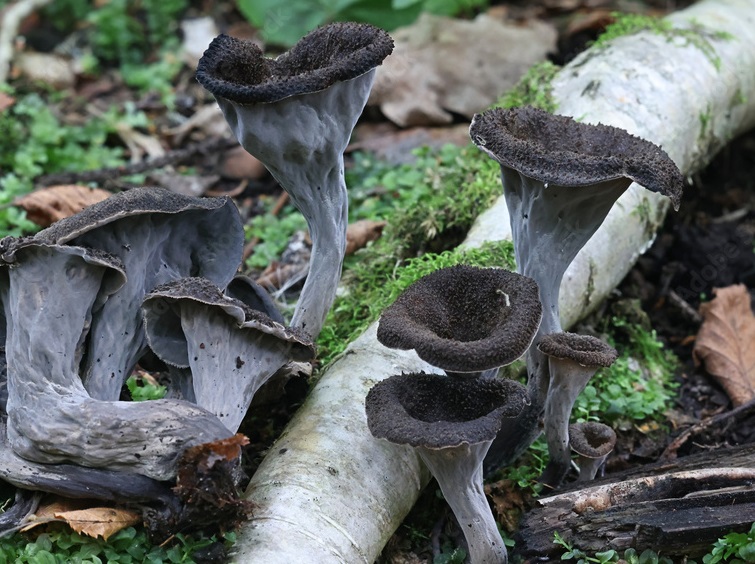 Black trumpet mushrooms growing on the forest floor for a chanterelle mushroom identification guide