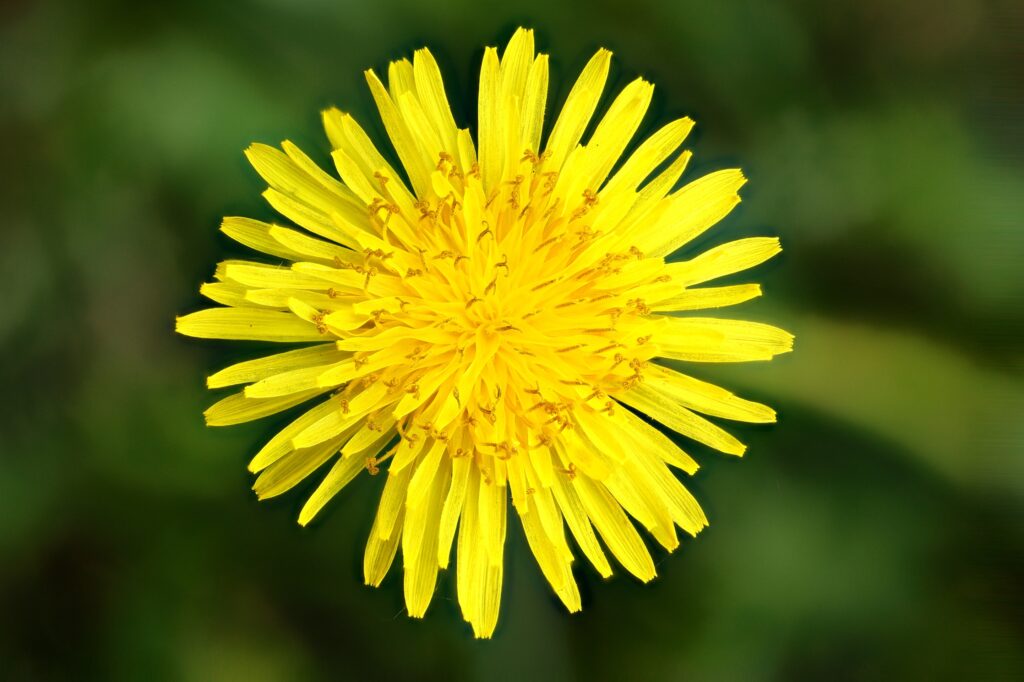 Dandelion identification guide showing a close-up of a bright yellow dandelion flower (Taraxacum officinale) used for wild edible plant identification.
