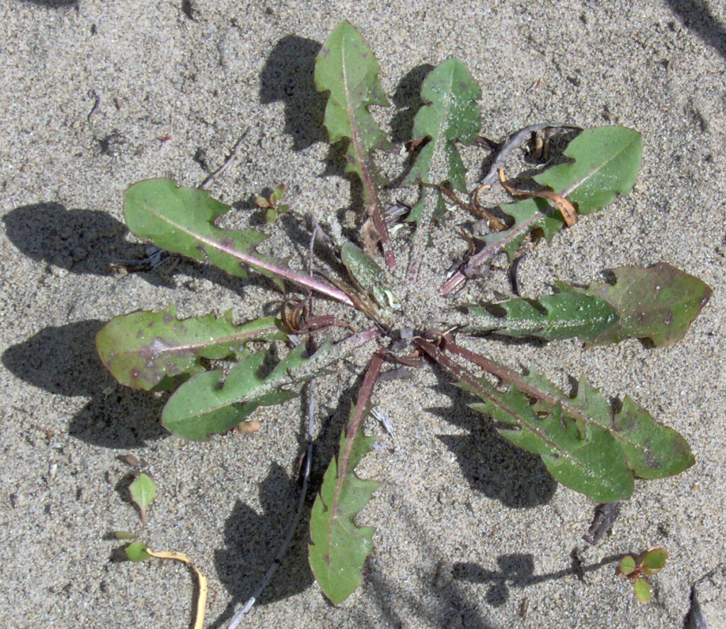 Dandelion identification guide showing deeply toothed dandelion leaves in a basal rosette, a key feature for identifying edible dandelions.