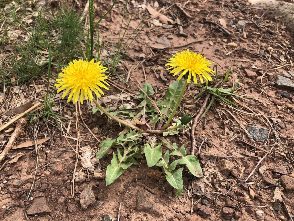 Dandelion identification guide showing the complete dandelion plant with yellow flower, toothed leaves, hollow stem, and typical growth habit for identification.