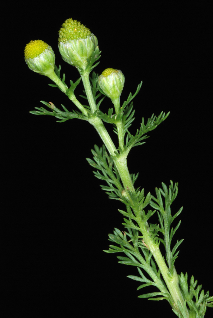 Close up of pineapple weed stem for identification