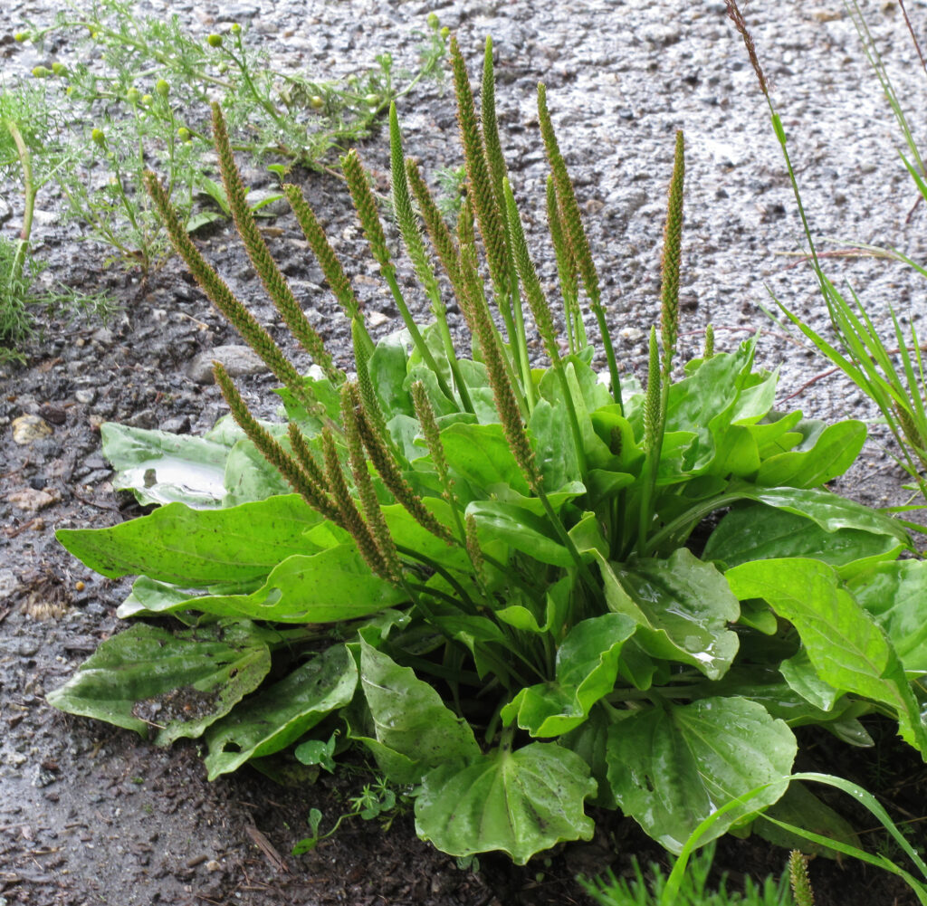 Plantain plant (Plantago major) growing beside a gravel trail showing its broad rosette of edible leaves