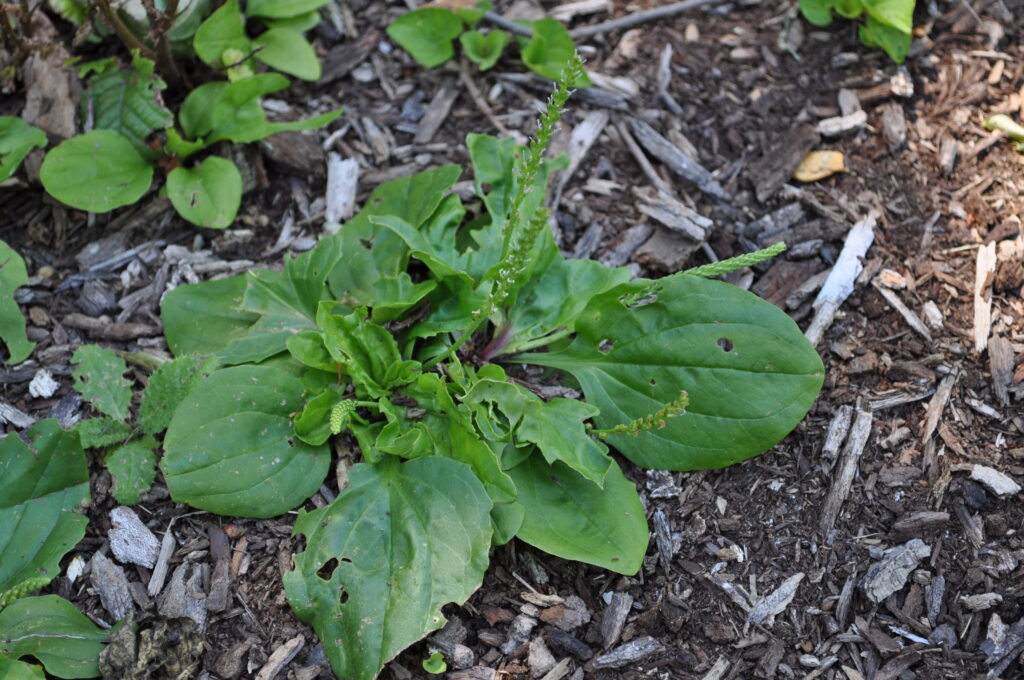 Plantain plant growing naturally in a grassy lawn habitat where this common wild edible is frequently found