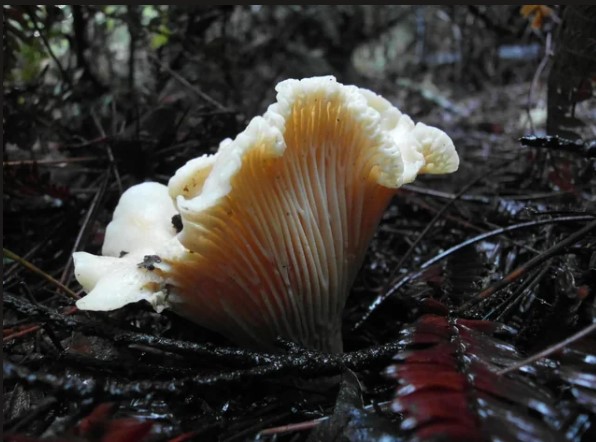 White chanterelle mushrooms growing in woodland habitat for a chanterelle mushroom identification guide