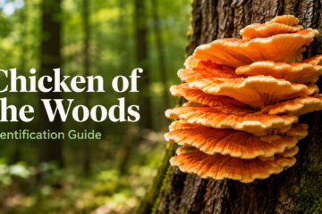 Chicken of the woods mushroom growing in bright orange shelves on a tree trunk in a forest for a wild mushroom identification guide