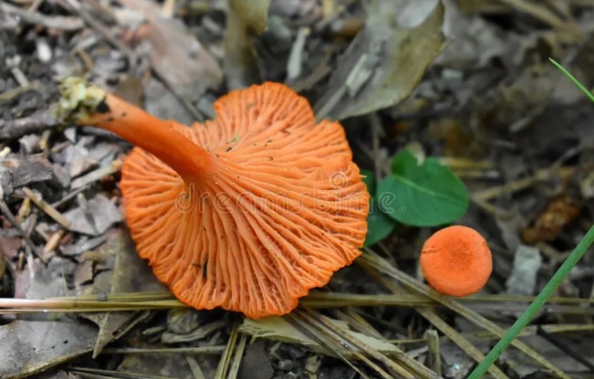 Cinnabar chanterelle mushrooms with bright red-orange color growing on the forest floor for a chanterelle mushroom identification guide