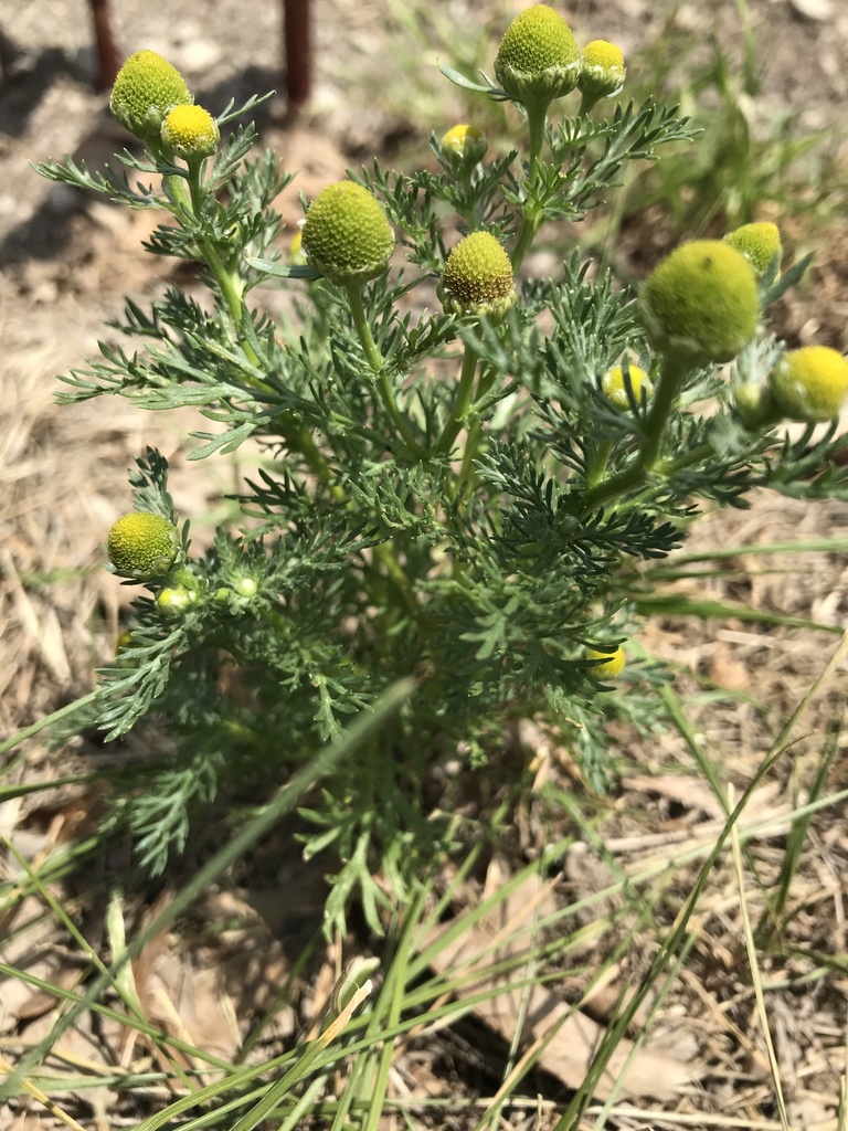 Close-up of pineapple weed flower heads showing yellow-green cone-shaped blooms and finely divided leaves