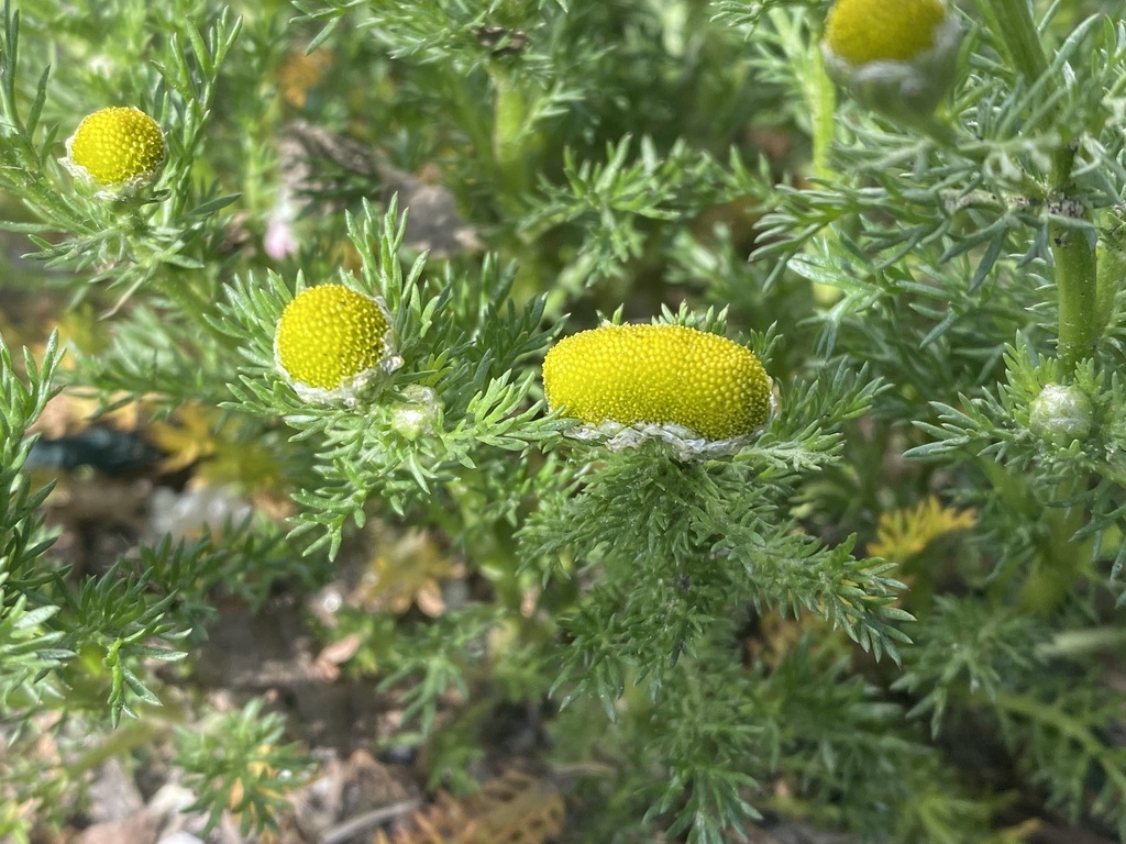 Pineapple weed growing beside a gravel hiking trail in compacted soil with surrounding wild vegetation