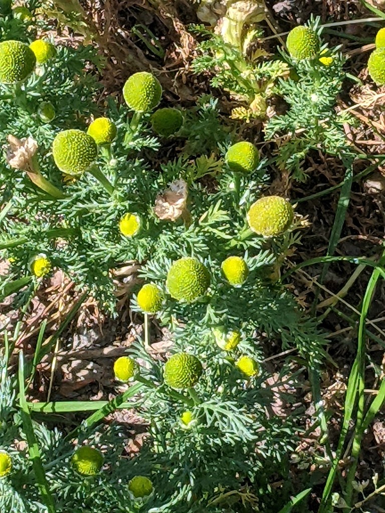 Freshly harvested pineapple weed held in a forager's hand displaying aromatic flower heads and feathery foliage