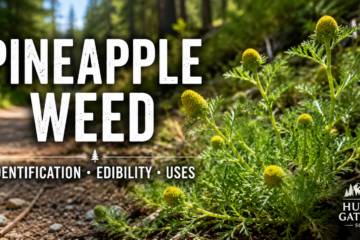 Pineapple weed (Matricaria discoidea) growing beside a forest trail showing cone-shaped flower heads and feathery leaves
