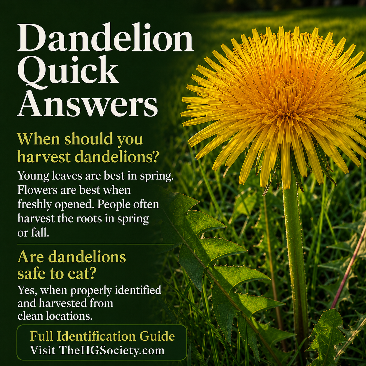 Image of dandelion with two quick facts about foraging for them.