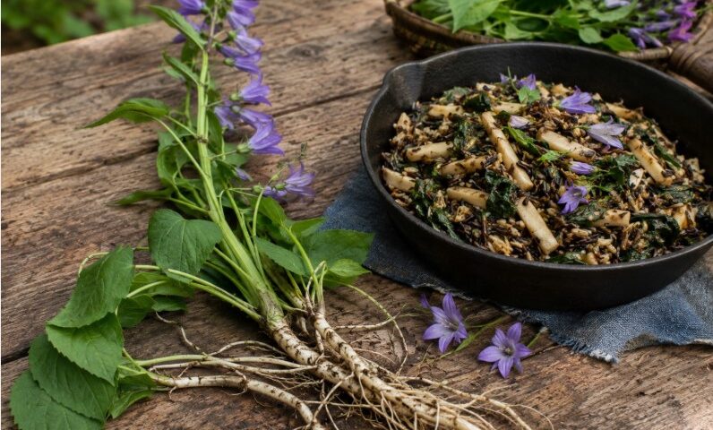 Creeping bellflower with purple flowers, edible white roots, and wild rice dish showing how to identify and cook this Minnesota invasive plant