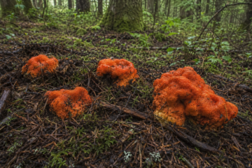 Lobster mushrooms partially buried in forest duff with bright orange tops showing