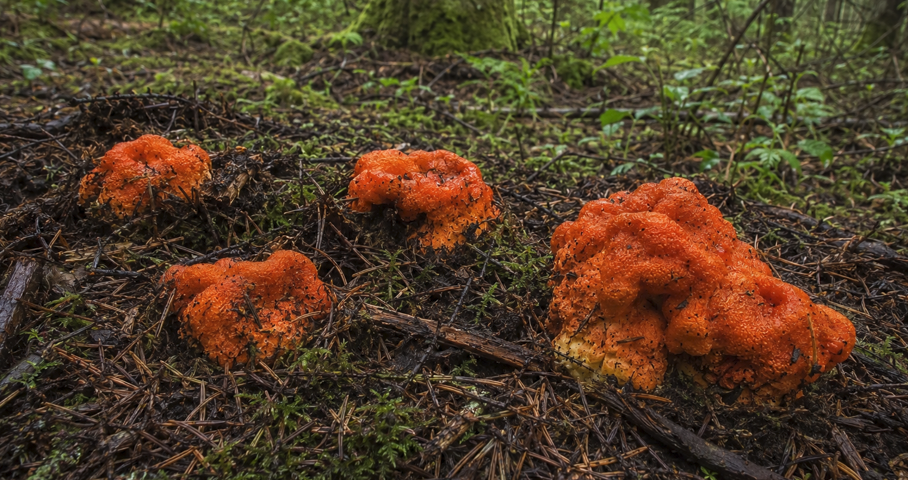 Lobster mushrooms partially buried in forest duff with bright orange tops showing