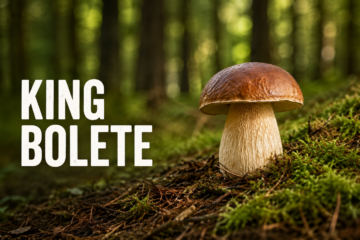 King bolete identification guide showing a mature Boletus edulis with a brown cap and thick reticulate stem