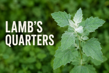 Lamb’s quarters plant with toothed green leaves, pale mealy growth, and clustered flowers