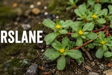 Common purslane identification showing fleshy green leaves, reddish stems, and yellow flowers