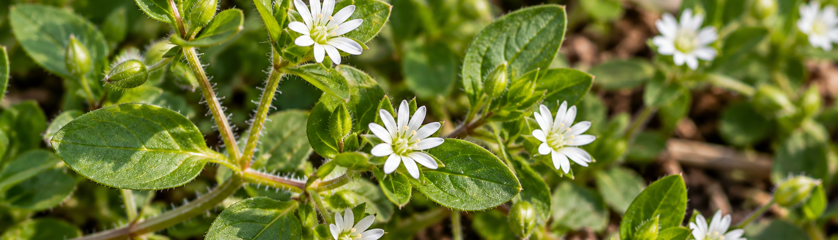 Common chickweed (Stellaria media) with green leaves and small white flowers