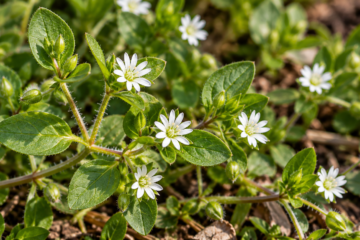 Common chickweed (Stellaria media) with green leaves and small white flowers
