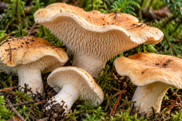 Hedgehog mushrooms (Hydnum species) growing in moss, showing apricot-colored caps and distinctive tooth-like spines beneath the caps.