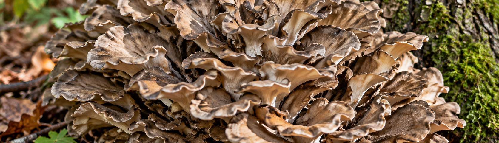 Hen of the woods mushroom (Grifola frondosa) growing in a large gray-brown rosette at the base of a tree