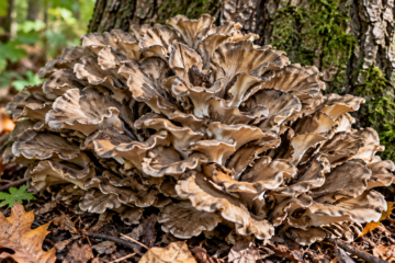 Hen of the woods mushroom (Grifola frondosa) growing in a large gray-brown rosette at the base of a tree