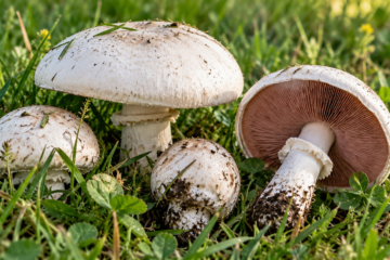 Meadow mushroom identification illustration showing white caps, pinkish-brown gills, and mushrooms growing in green grass.