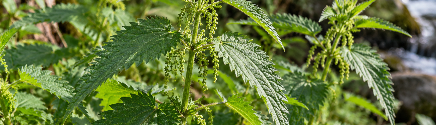 Stinging nettle identification showing green serrated leaves, fine hairs, and hanging flower clusters growing in a woodland habitat.