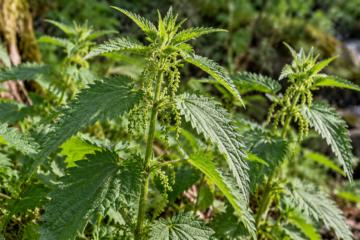Stinging nettle identification showing green serrated leaves, fine hairs, and hanging flower clusters growing in a woodland habitat.
