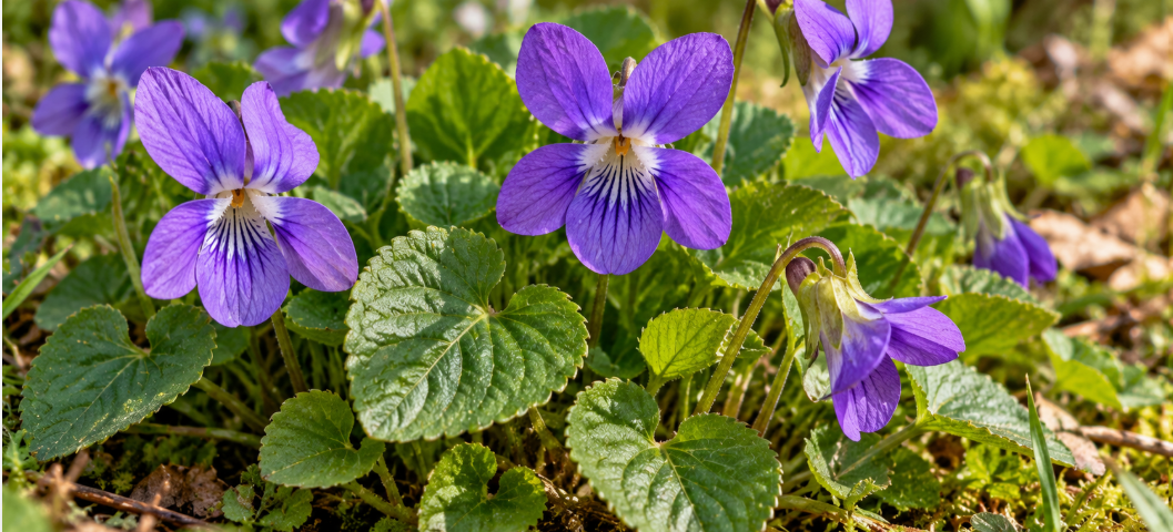Wild violet identification showing purple Viola flowers with five petals, dark nectar guides, and green heart-shaped leaves growing in woodland habitat.