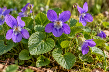 Wild violet identification showing purple Viola flowers with five petals, dark nectar guides, and green heart-shaped leaves growing in woodland habitat.